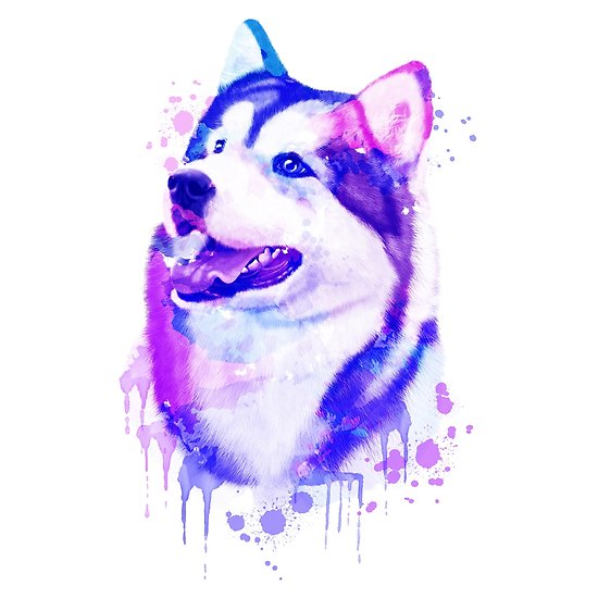 550x550 Husky Watercolor, Husky Painting, Husky Portrait, Husky Art, Husky