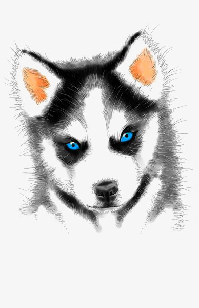 388x600 Husky Watercolor, Watercolor Clipart, Husky Ink, Husky