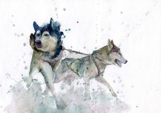 236x165 Husky Watercolor Print, Print Of Husky Painting, Husky Painting