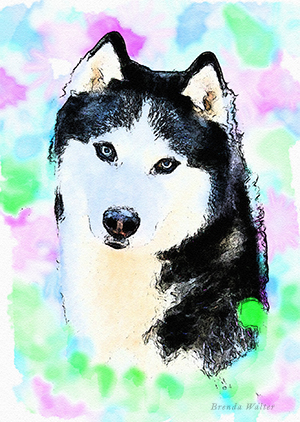 300x422 Siberian Husky Watercolor