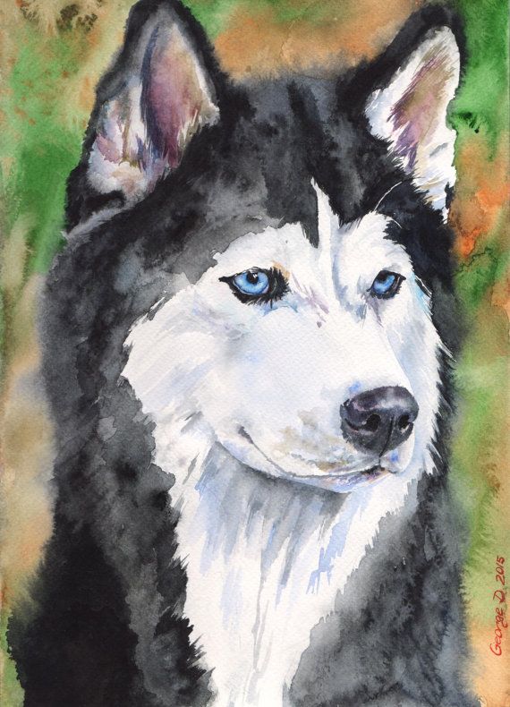 570x790 Siberian Husky Watercolor Original Painting Art Cute Sweet Dog