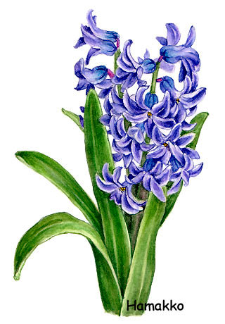 320x460 Hyacinth, Watercolors, Botanical Painting.