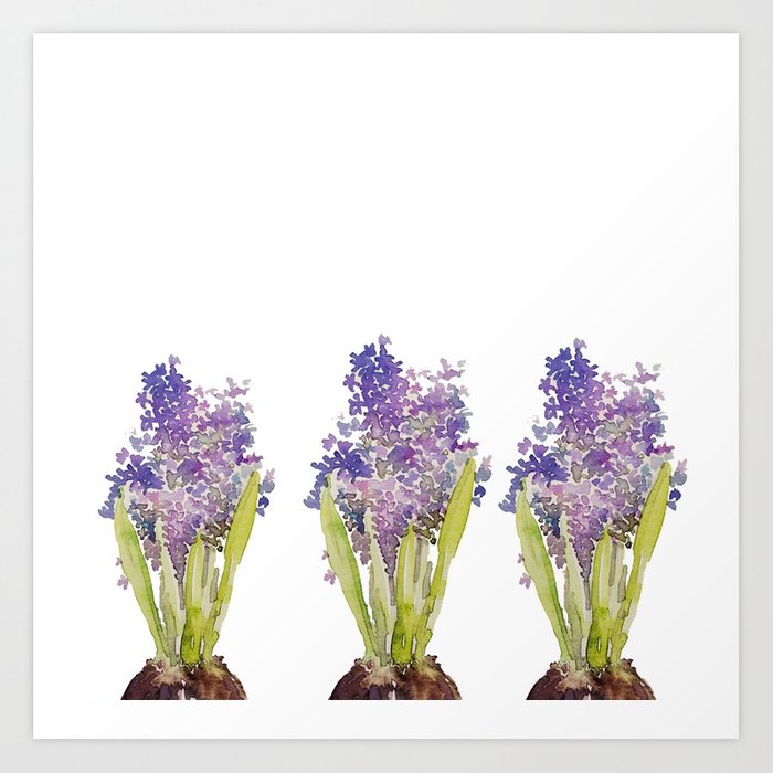 700x700 Hyacinth