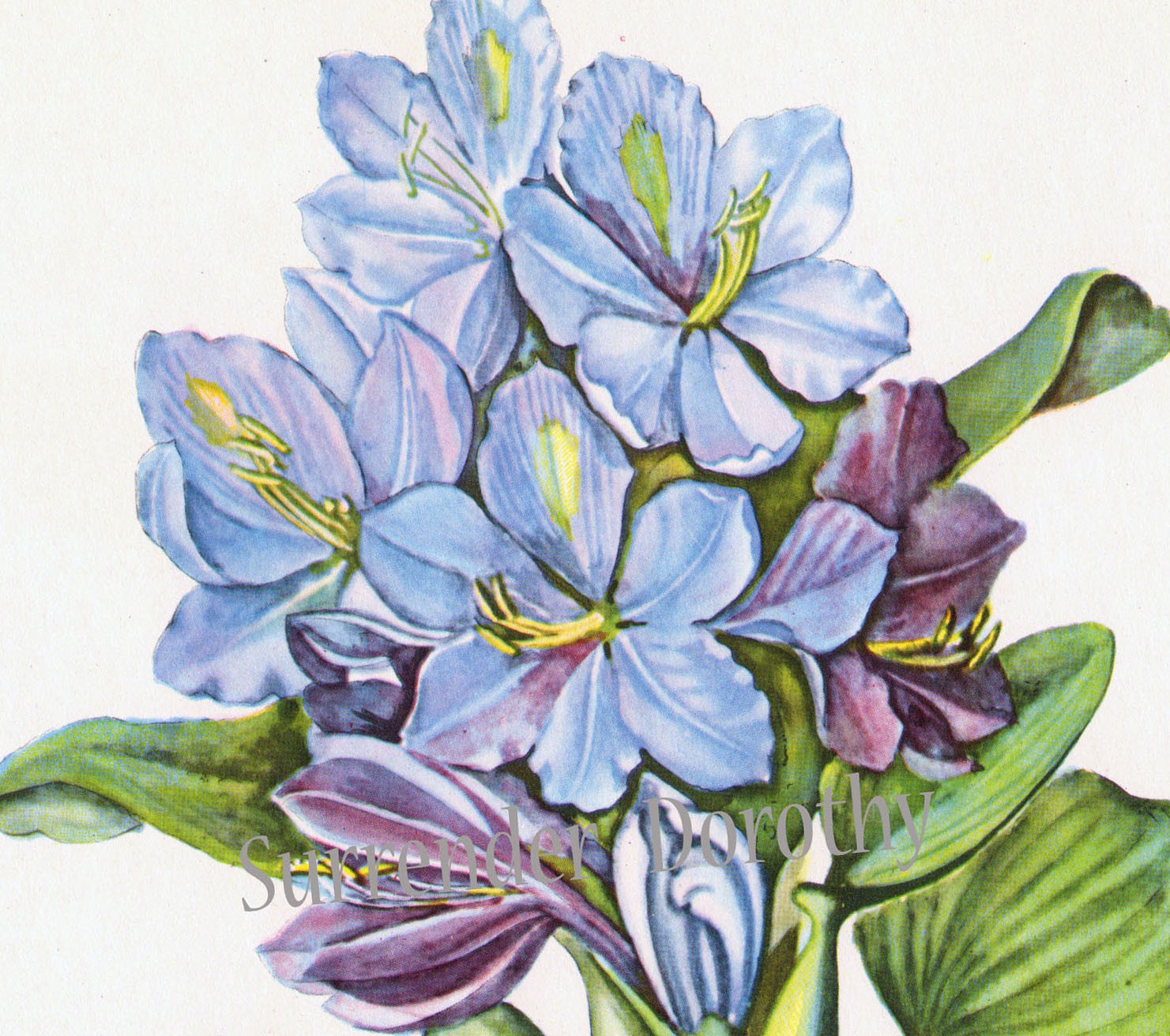 1481x1312 Hyacinth Clipart Botanical