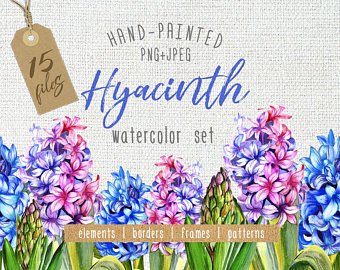 340x270 Hyacinth Watercolor Etsy