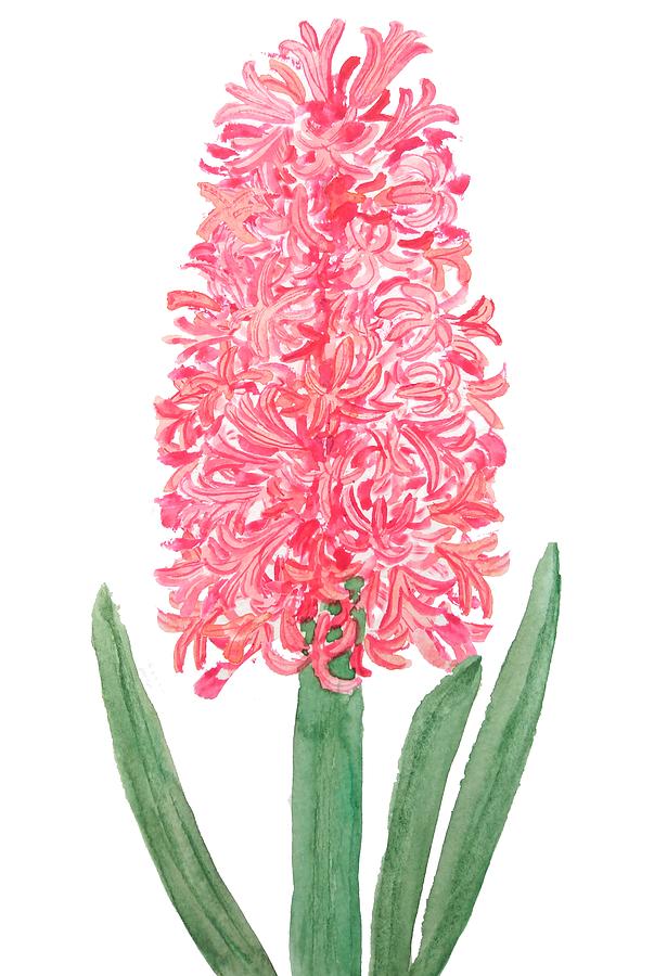 615x900 Pink Hyacinth Watercolor Painting By Color Color