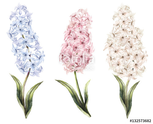 500x406 Set Vintage Watercolor Elements Of Blue, Pink, Hyacinth, Garden