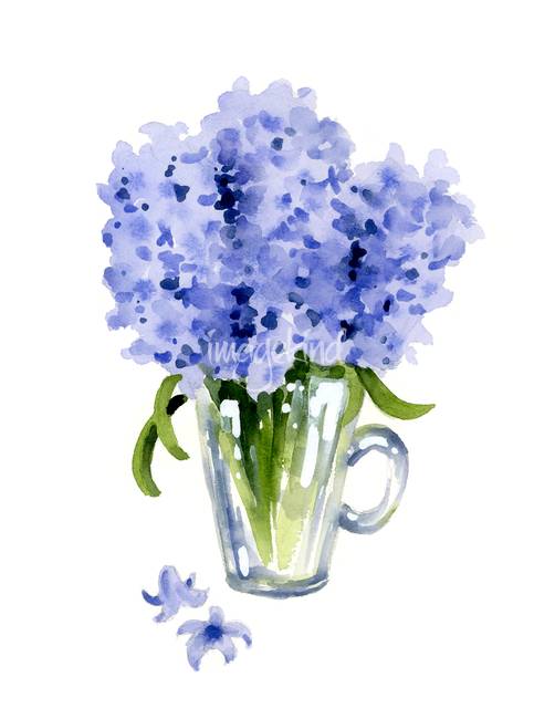502x650 Stunning Hyacinth Watercolor Painting Reproductions For Sale On