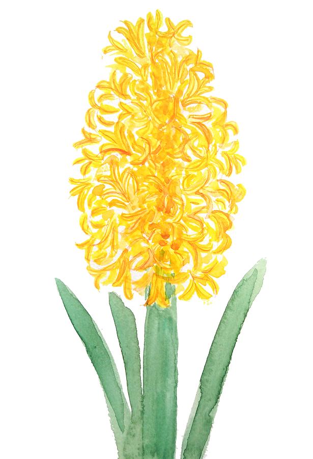 615x900 Yellow Hyacinth Watercolor Painting By Color Color