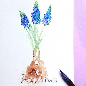 300x300 Grape Hyacinth, Watercolor On Paper Cartes