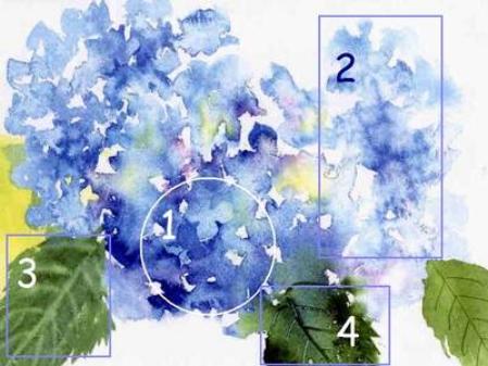 449x337 How To Paint Hydrangeas