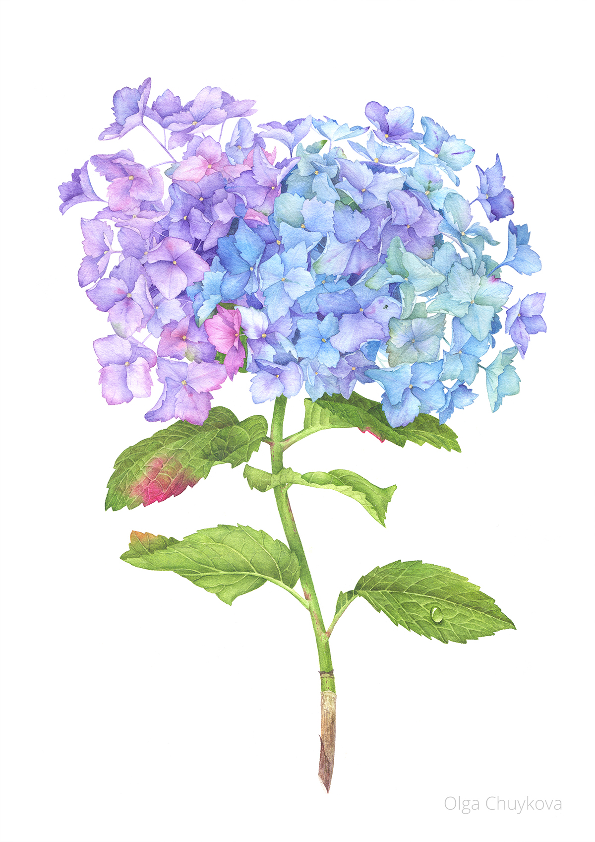 1200x1697 Hydrangea Flower With Watercolor On Behance