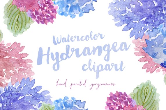 570x379 Hydrangea Watercolor Hand Painted Clipart Clip Art Personal Etsy