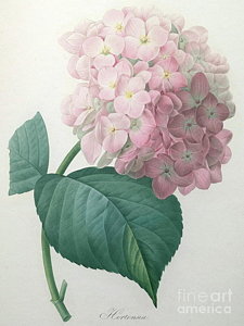 225x300 Hydrangea Watercolor Paintings Fine Art America