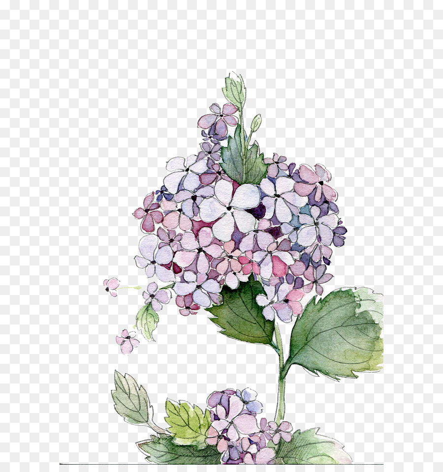 900x960 Hydrangea Watercolor Painting Flower