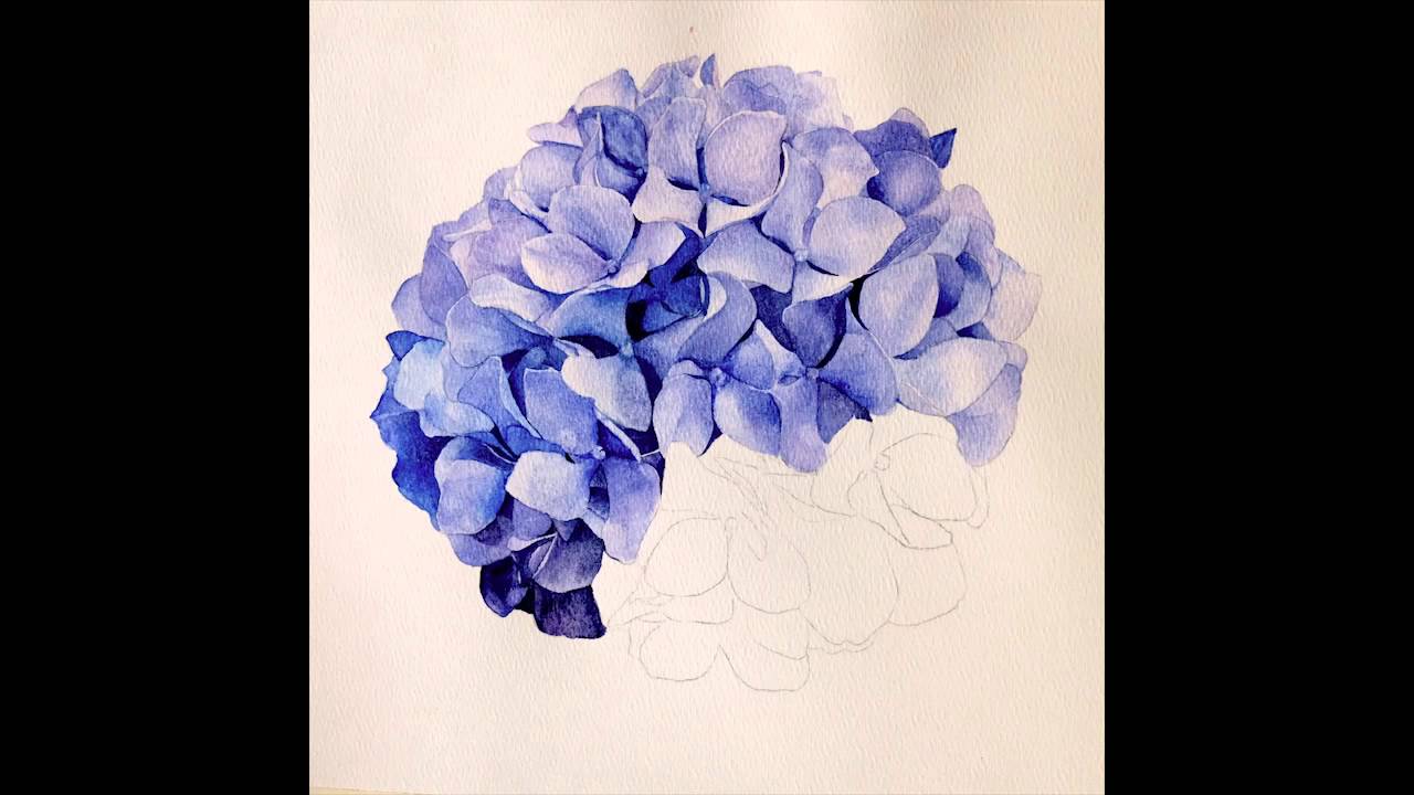 1280x720 Hydrangea In Watercolor Timelapse