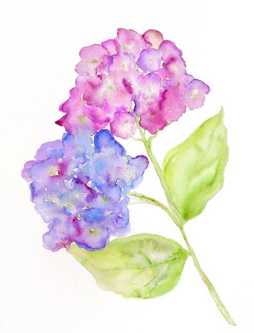 495x650 Hydrangeas By Lori Skoumal Reeves