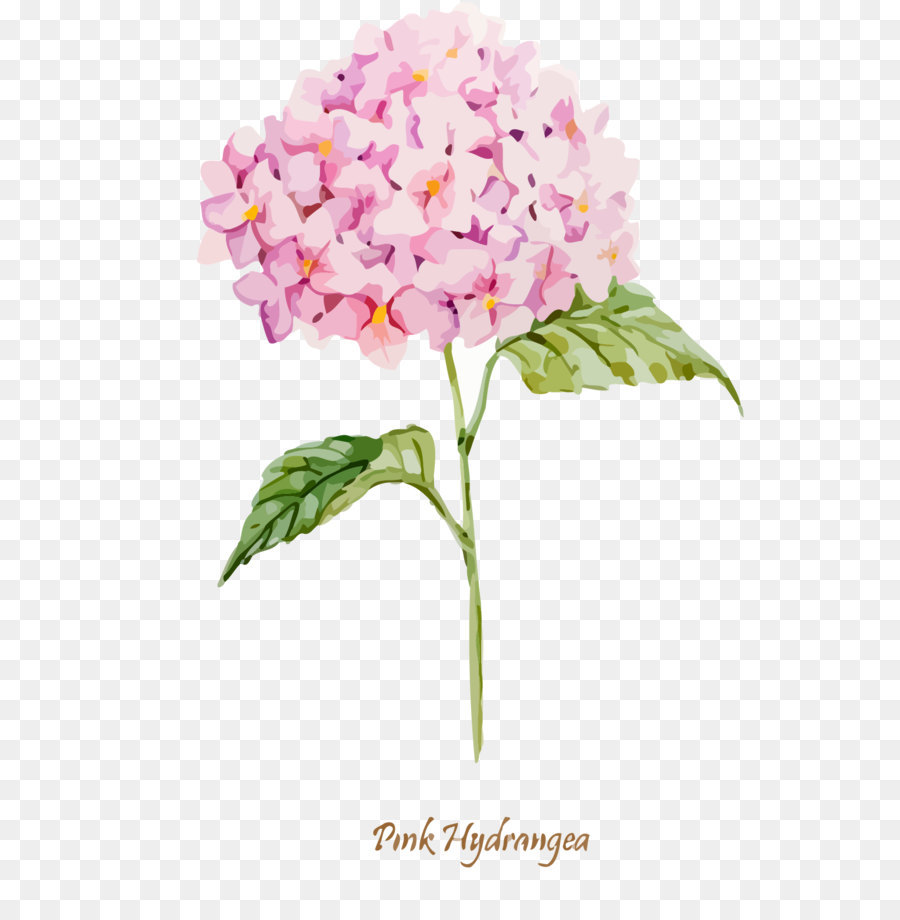 900x920 Oakleaf Hydrangea Euclidean Vector Clip Art