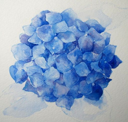 510x489 Step By Step Watercolor How To Paint A Blue Hydrangea (Everyday