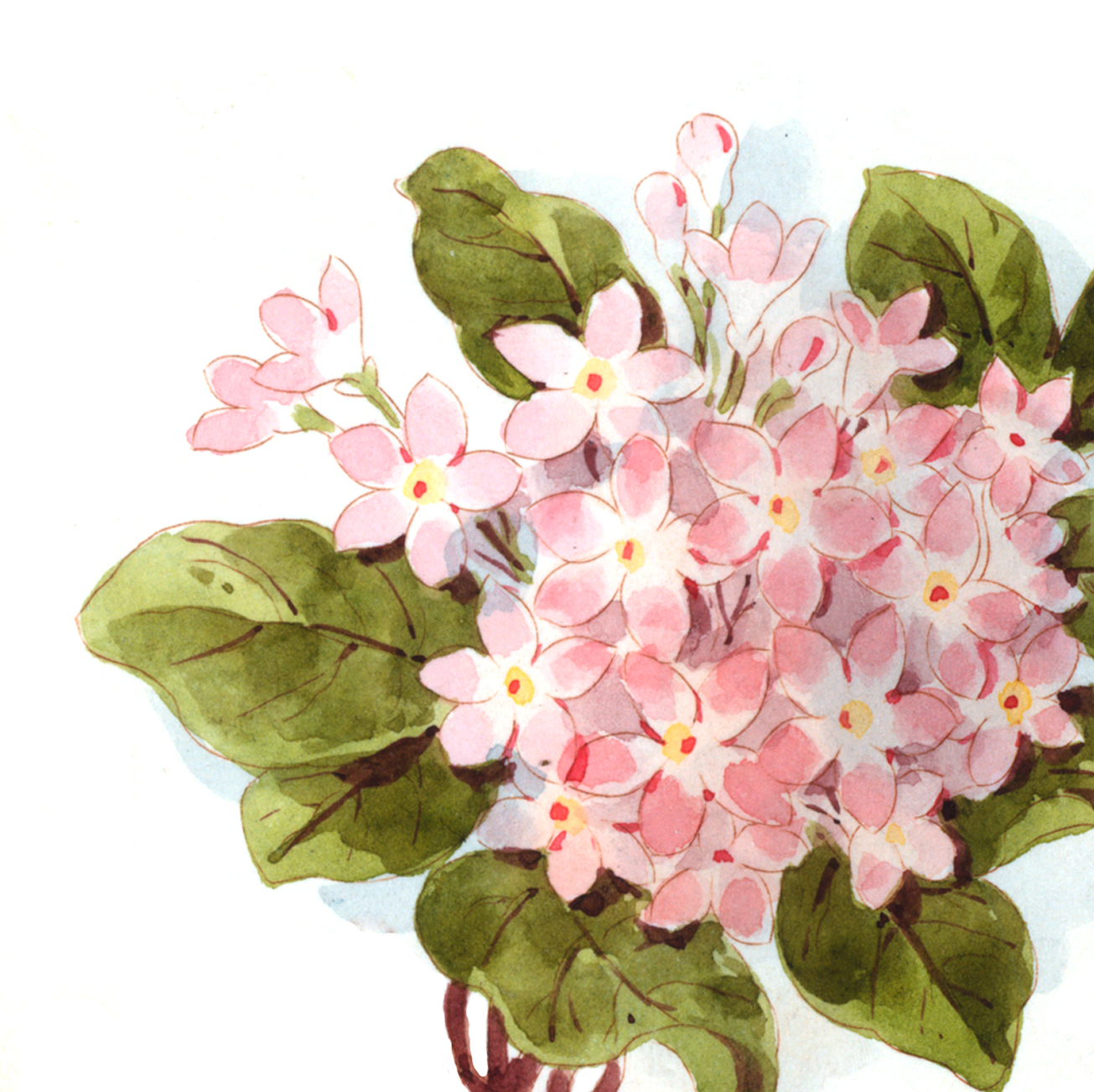 1305x1302 Stunning Watercolor Hydrangea Image!!
