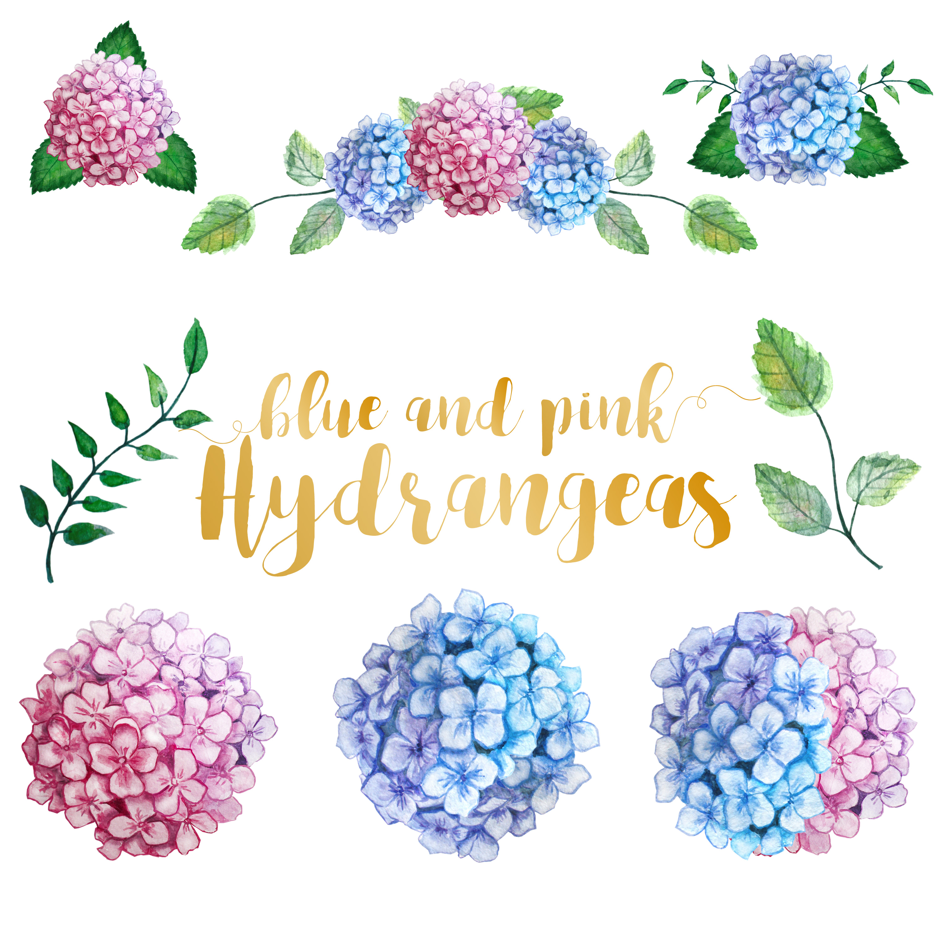 3000x3000 Watercolor Hydrangea Clipart