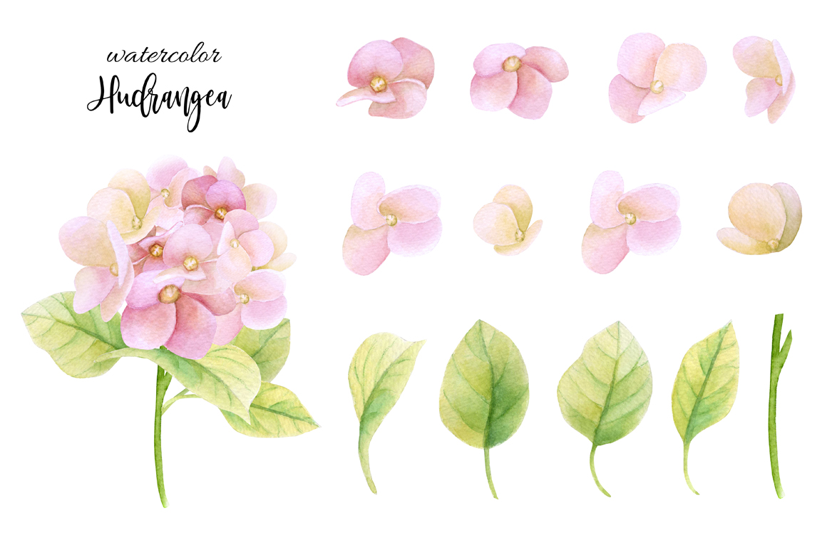 1160x772 Watercolor Hydrangea