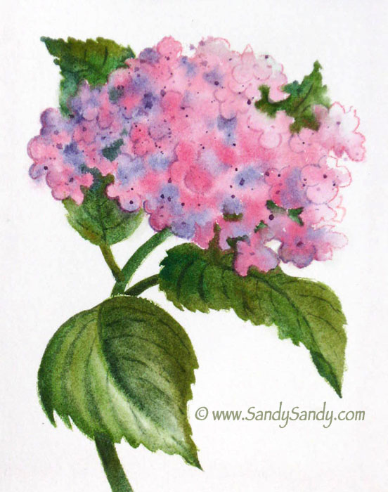 552x700 Sandy Sandy Art More Hydrangea Paintings In Watercolor