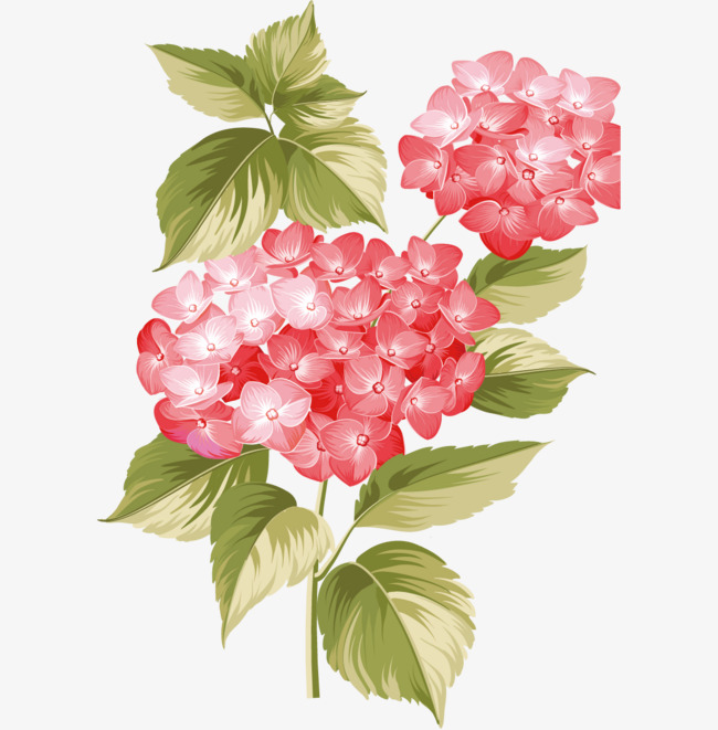 650x661 Watercolor Hydrangea, Watercolor Clipart, Cartoon, Hand Painted