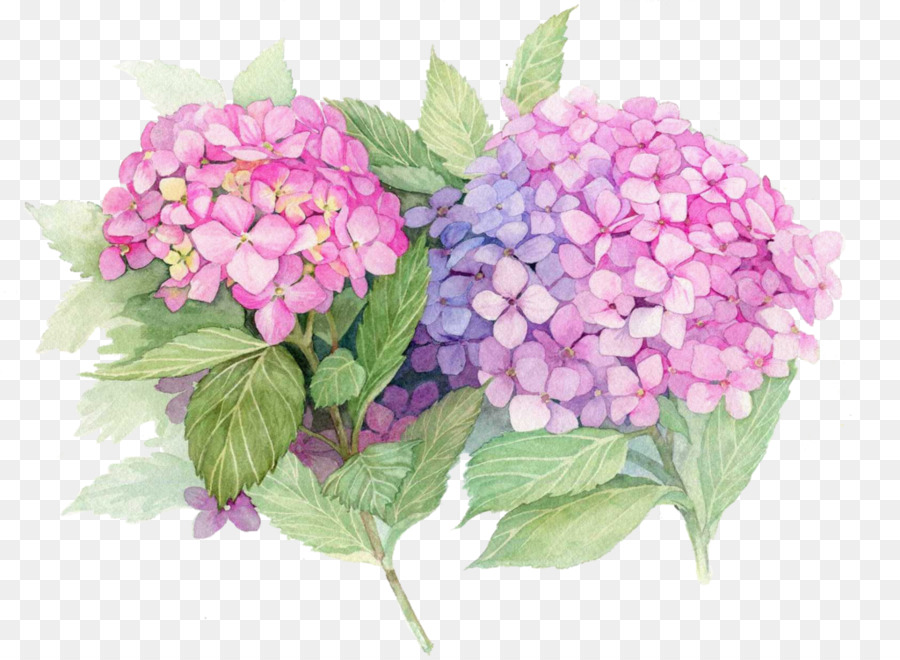 900x660 French Hydrangea Paper Painting Flower Decoupage