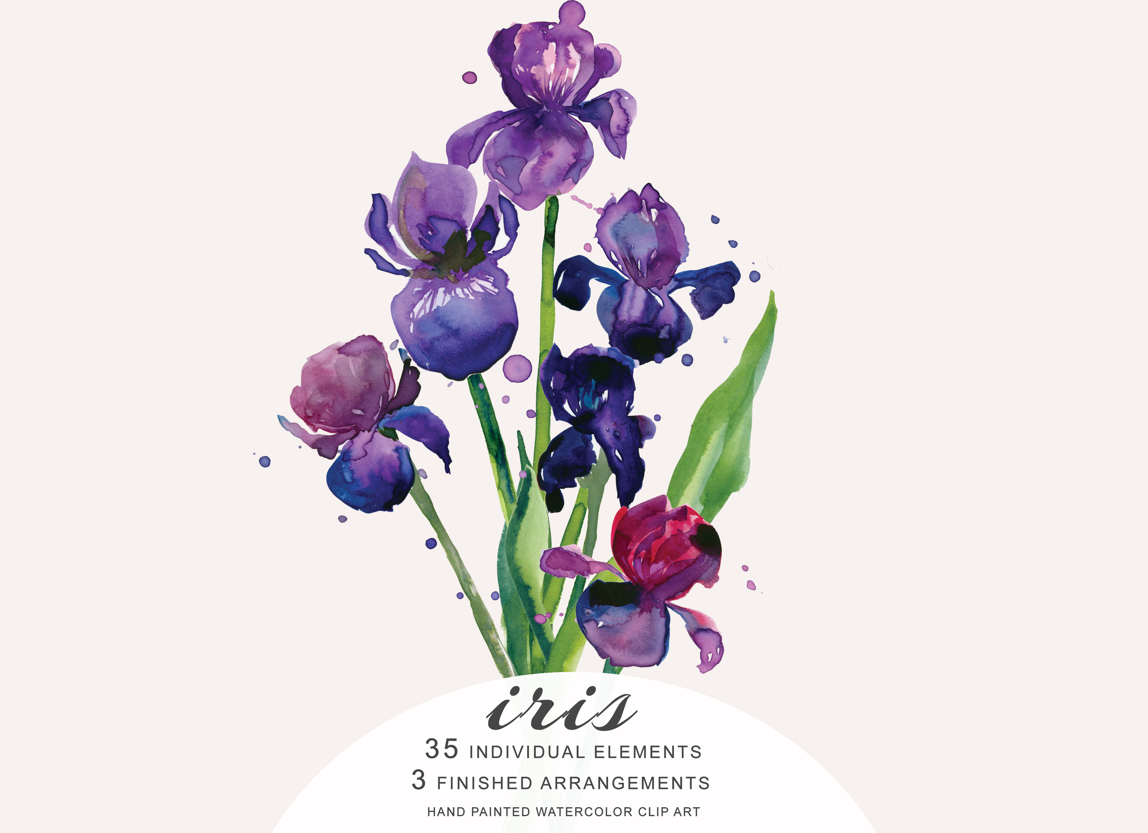 3874x2810 Hand Painted Watercolor Iris Flower Clipart