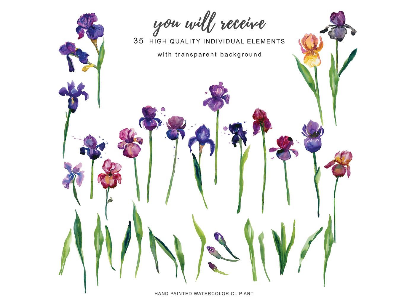 1400x1015 Hand Painted Watercolor Iris Flowers Clipart Arrangements And