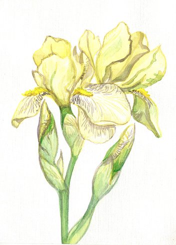 352x489 Iris Flower Yellow Watercolor Premium Clipart