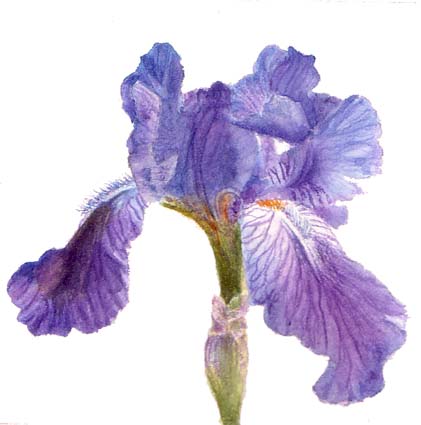 421x425 Iris Watercolor Painting, Small Size 4x4 Watercolor Amp Oil