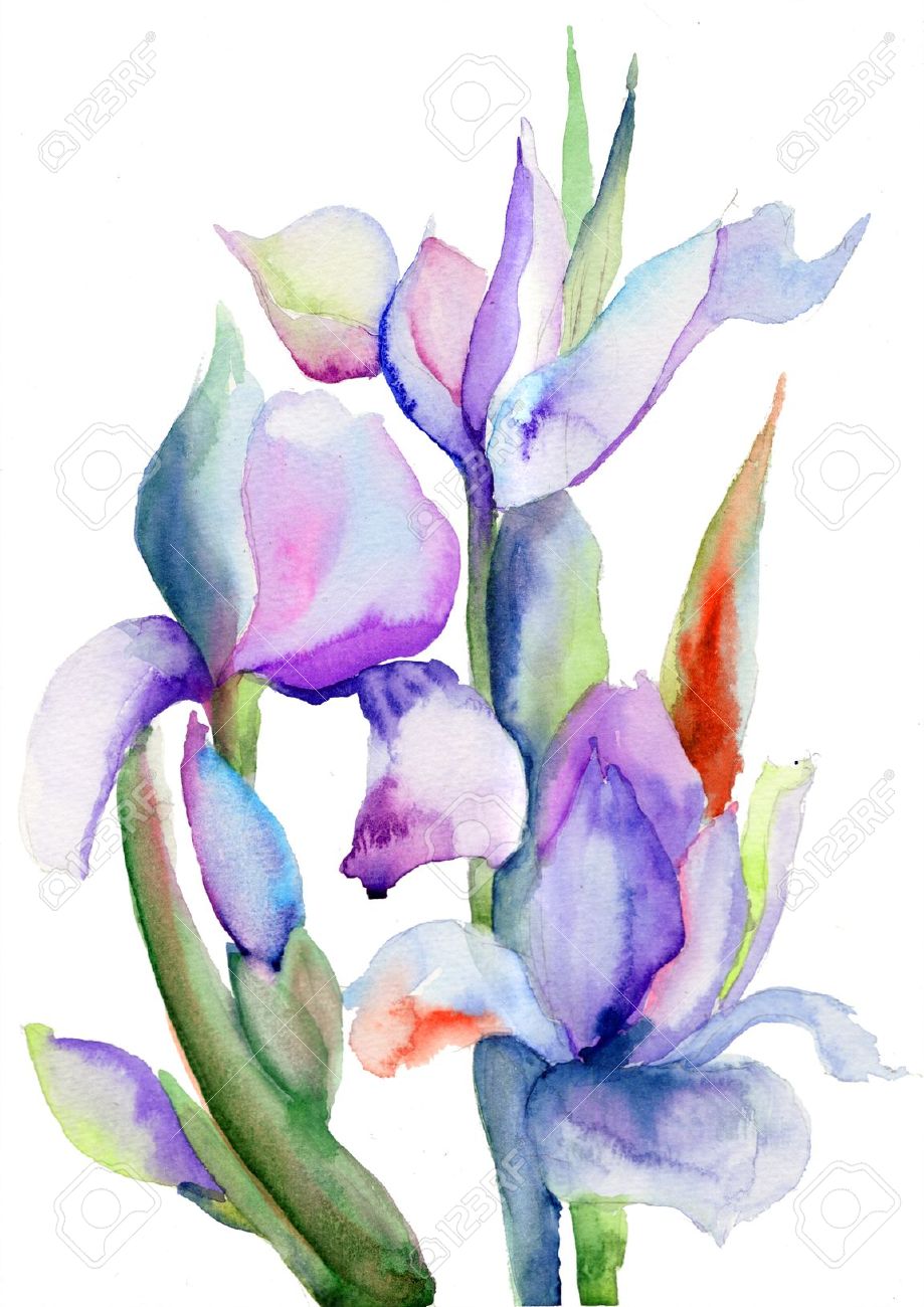 919x1300 Iris Clipart Floral
