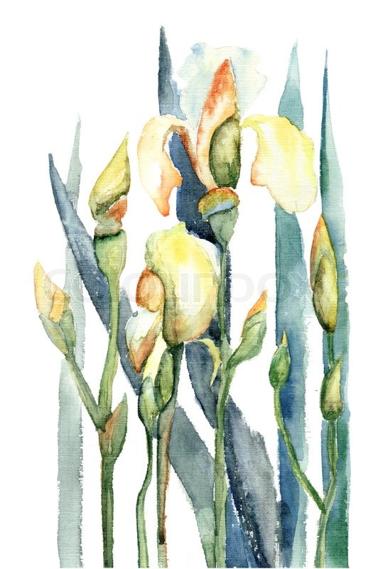 522x800 Iris Flowers, Watercolor Illustration Stock Photo Colourbox