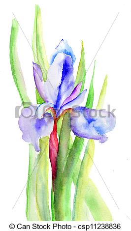 266x470 Iris Flowers, Watercolor Illustration .