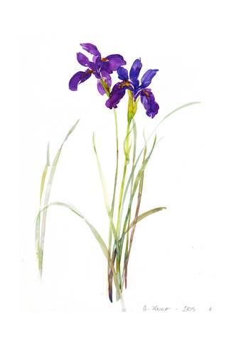 325x488 Long Stems Of Purple Watercolor Iris Flowers Prints
