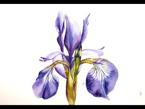 480x360 Watercolor Iris Painting Demonstration