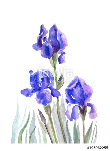 364x500 Watercolor Iris Flower, Bud Hand Drawn Botanical Illustration