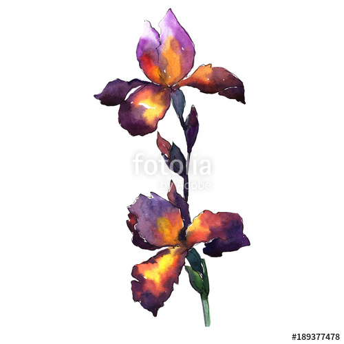 500x500 Wildflower Iris Flower In A Watercolor Style Isolated. Full Name