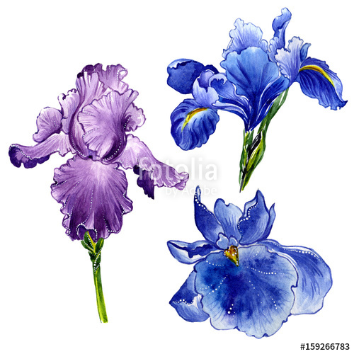 500x500 Wildflower Iris Flower In A Watercolor Style Isolated. Stock