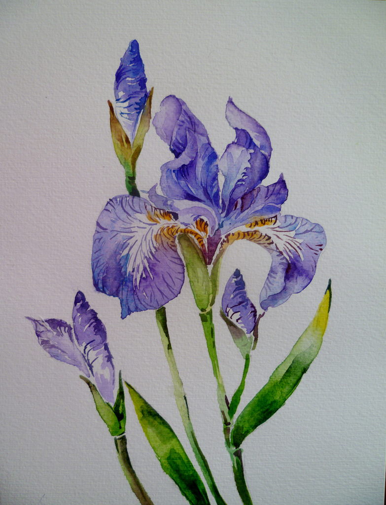 783x1024 Iris Flower Watercolour Pradeepa Rupathilake