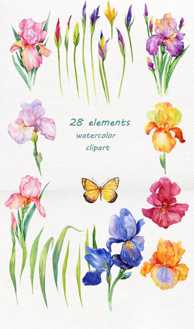 642x1086 Iris Flowers. Watercolor Clipart28 Elements In Png Etsy
