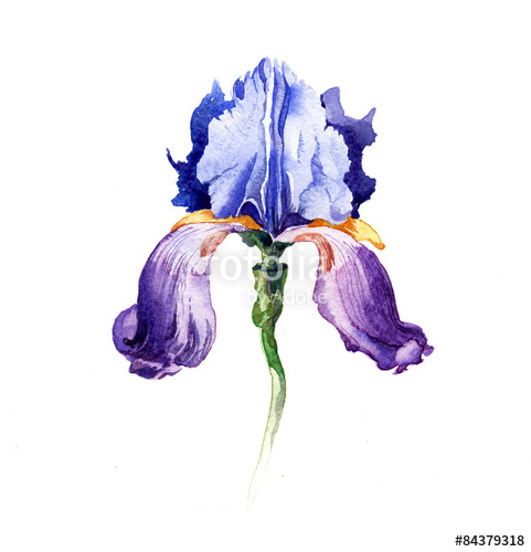 481x500 The Iris Flowers Watercolor Isolated On The White Background