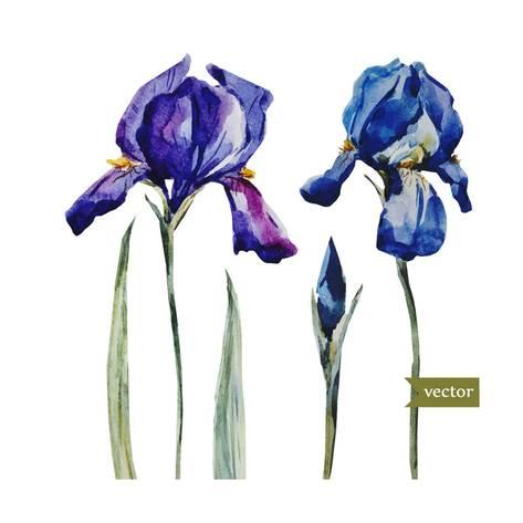 473x473 Blue Iris Flower Drawing