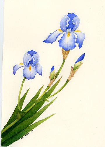 360x504 Blue Iris Flower Paintings