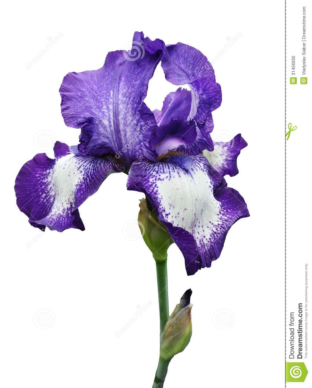 1047x1300 Clipart Flower Iris