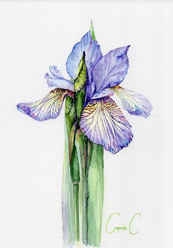 570x816 Iris, Flowers, Blue, Green, White, Watercolor Original Painting