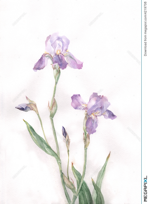 584x800 Iris Flowers Watercolor Painting Illustration 4219708