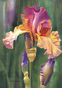 213x300 Iris On The Warm Side Painting By Sharon Freeman